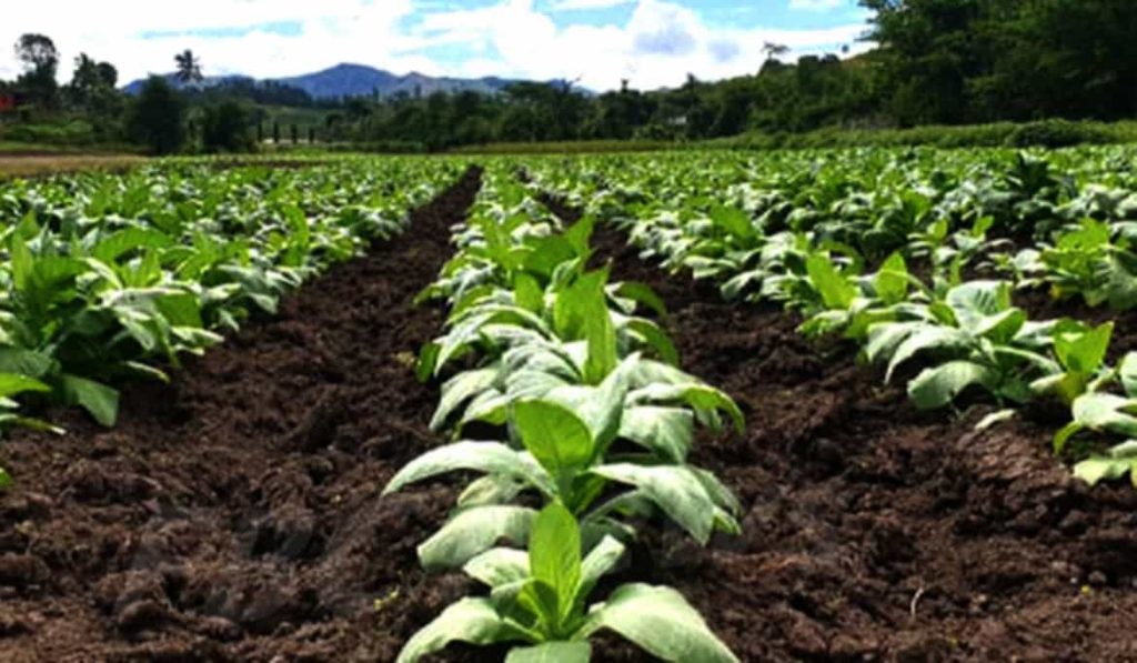 Tobacco plants growing in a Bangladesh field
